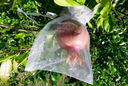 Fruit Cover